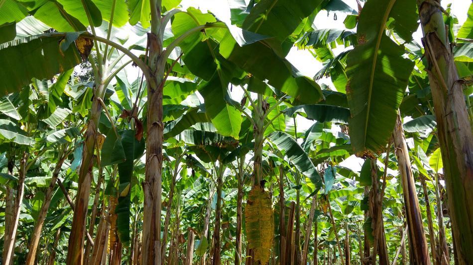 banana trees are beautiful