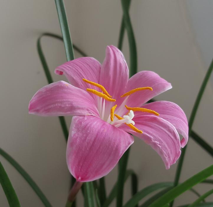 Onions Other Pink Red Morning