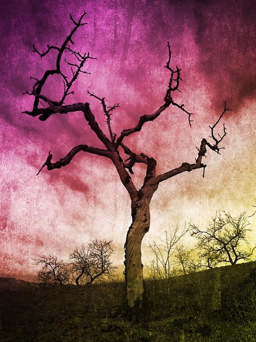 drawing of a dead tree on a colored background