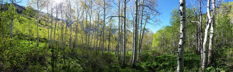 Aspen Forest at Spring panorama view