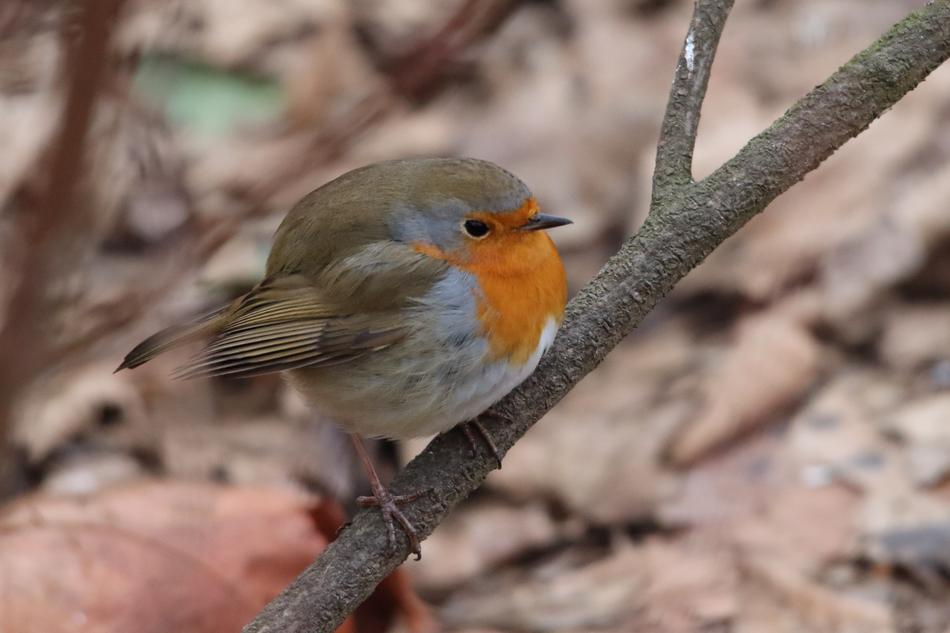 little bird on a tree branch