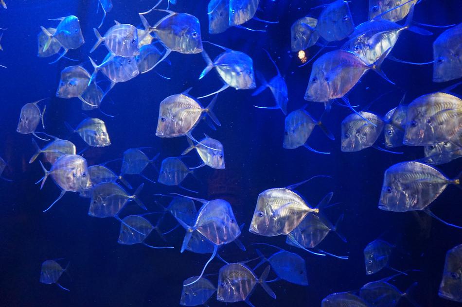 selene, lookdowns, moonfishes in Aquarium