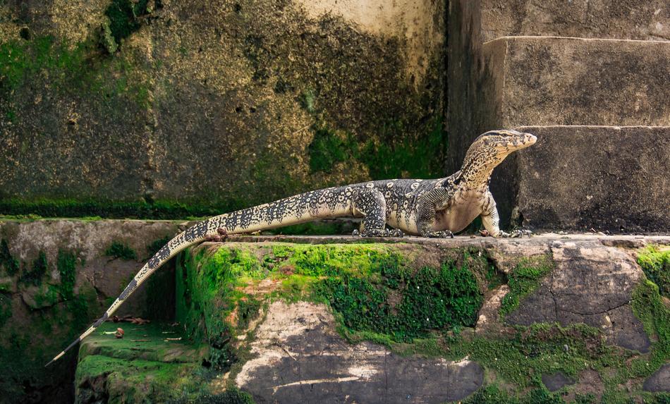 big lizard on a rock