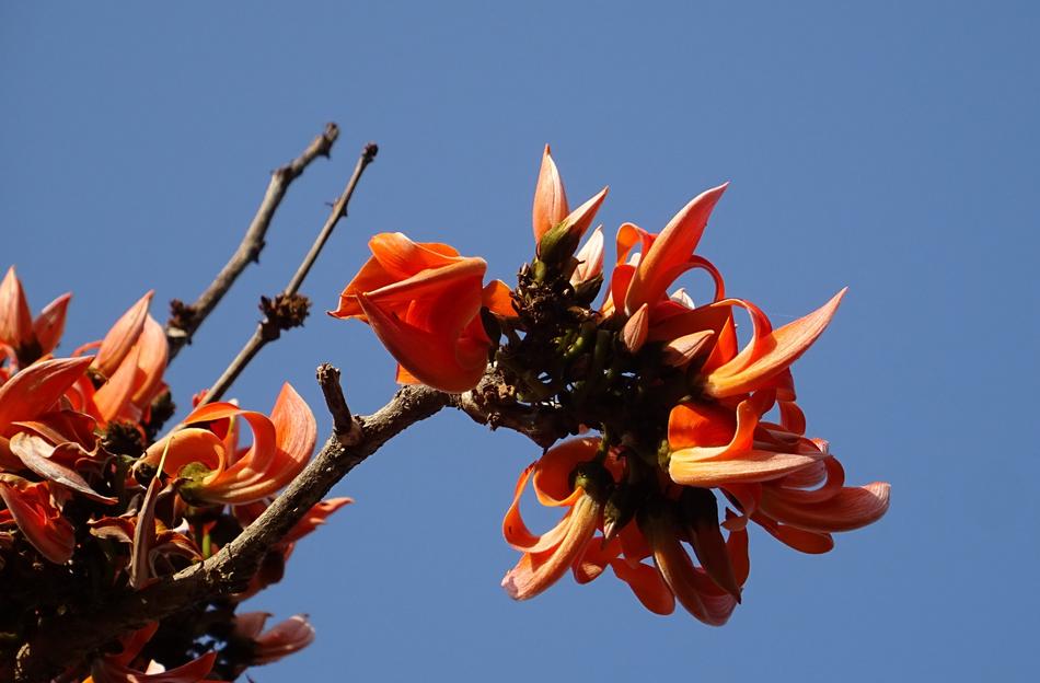 Flower Flame Of The Forest Bastard