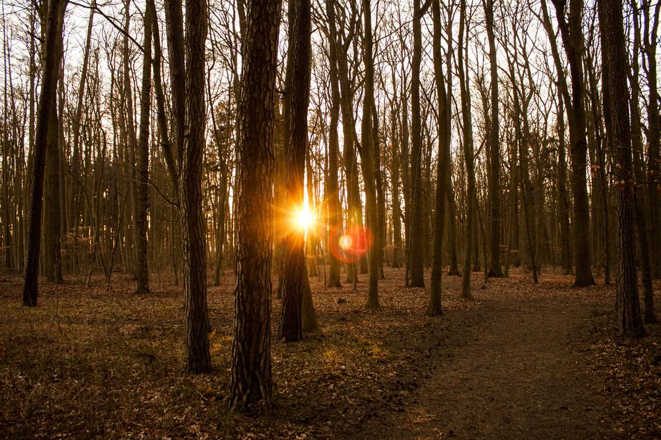 Forest Sun Sunset