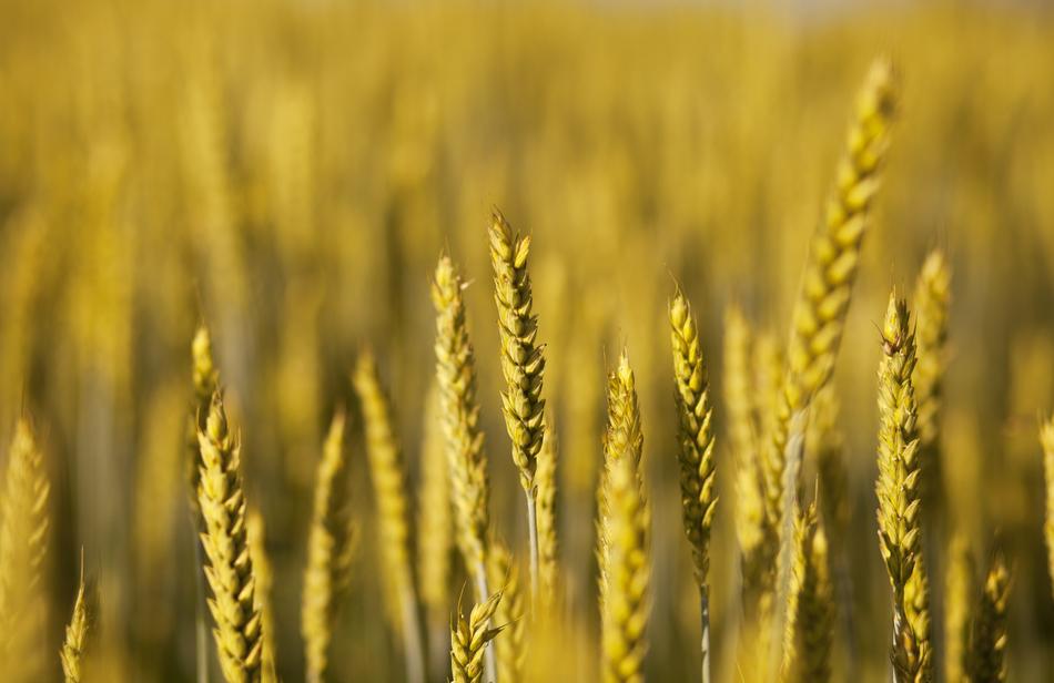 beautiful golden ears in the field