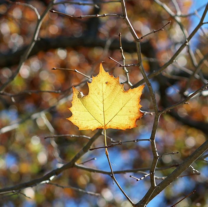 macro view of Fall Leaves