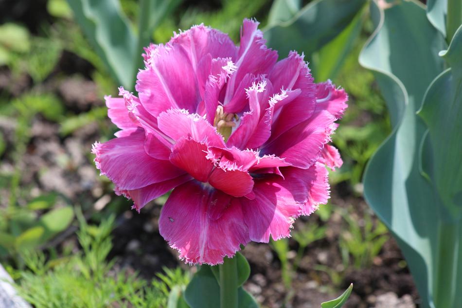 Double Tulip Garden Flower