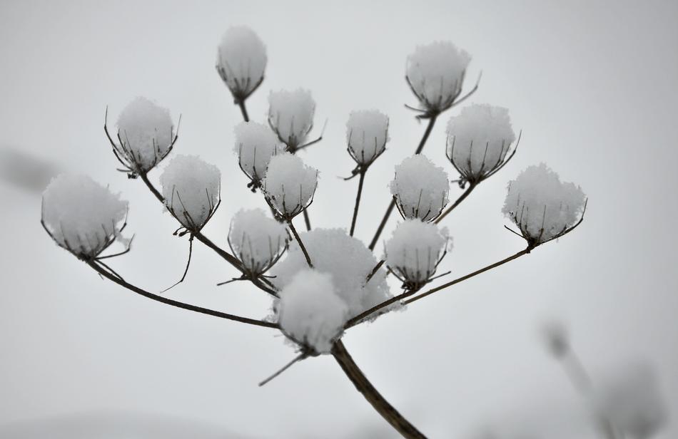 Winter Landscape Snow