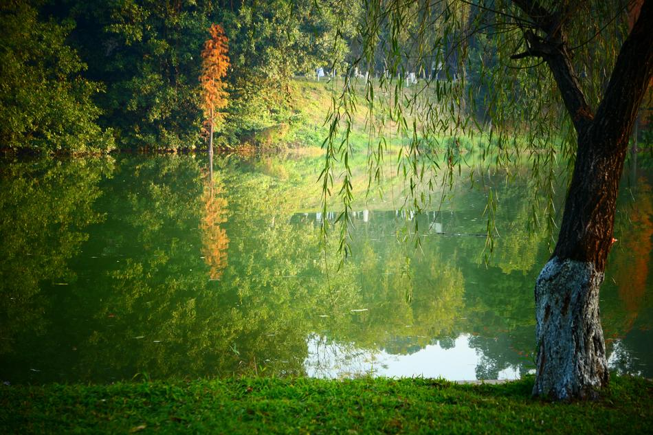 beautiful lake in the park
