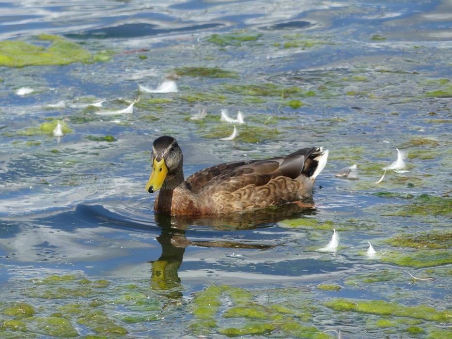 goodly Duck Water