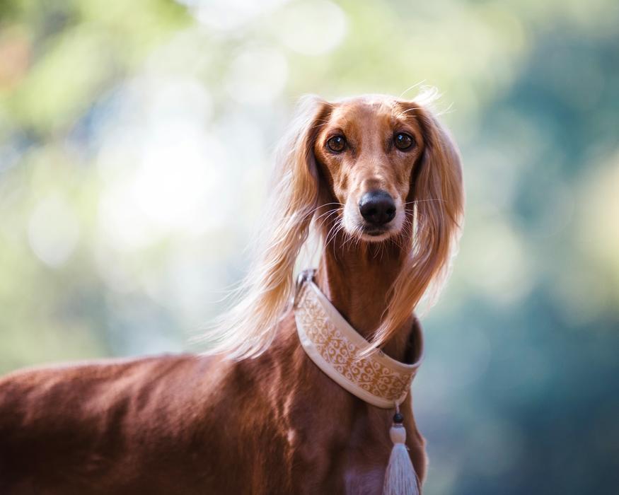 goodly Dog Animal