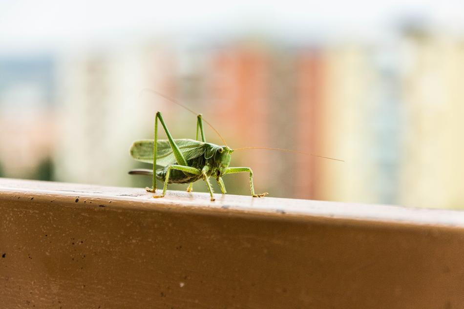 big green grasshopper on the balcony