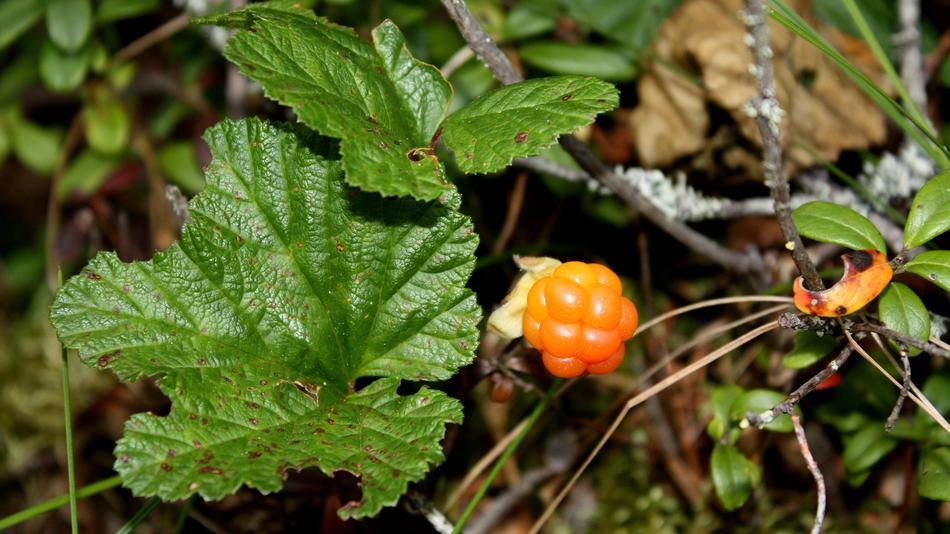 ripe forest berries orange