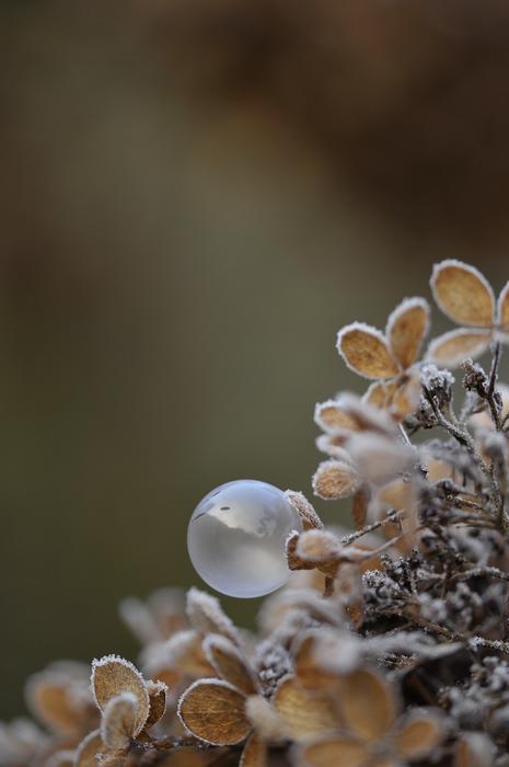bubble on plants