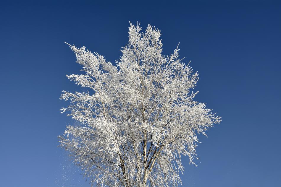 Crown Tree Winter