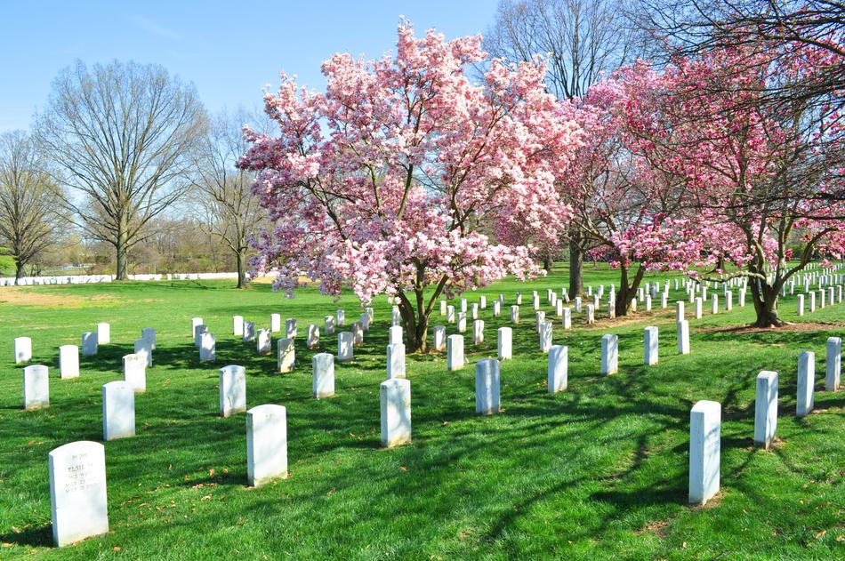 cemetery under a blooming sakura tree