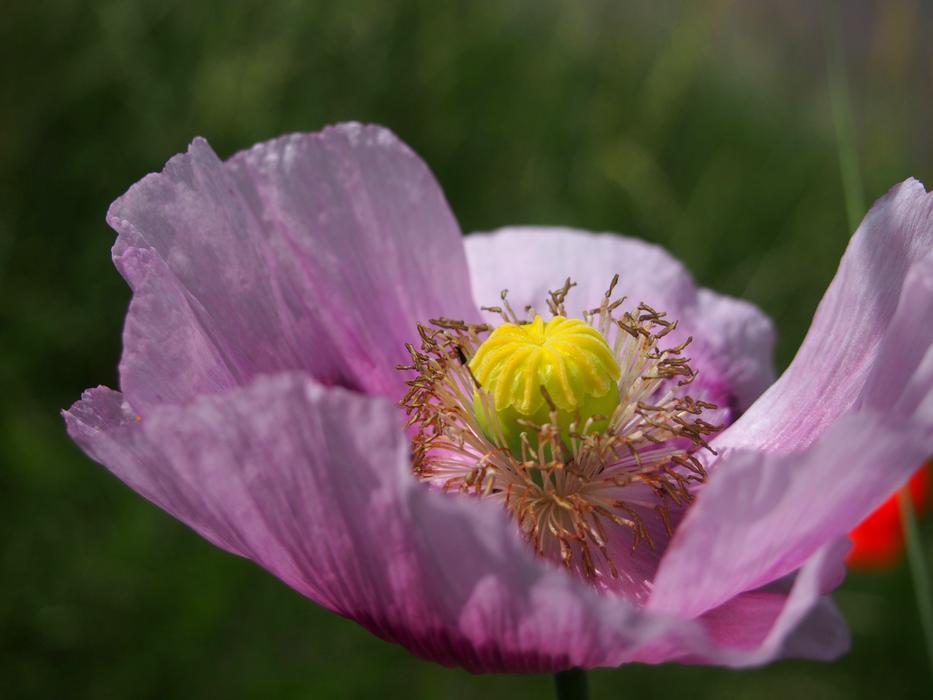 Blossom Bloom Flower