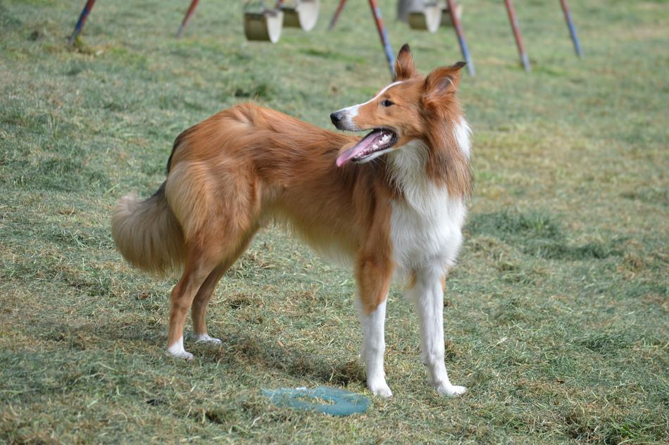 collie runs on the playground