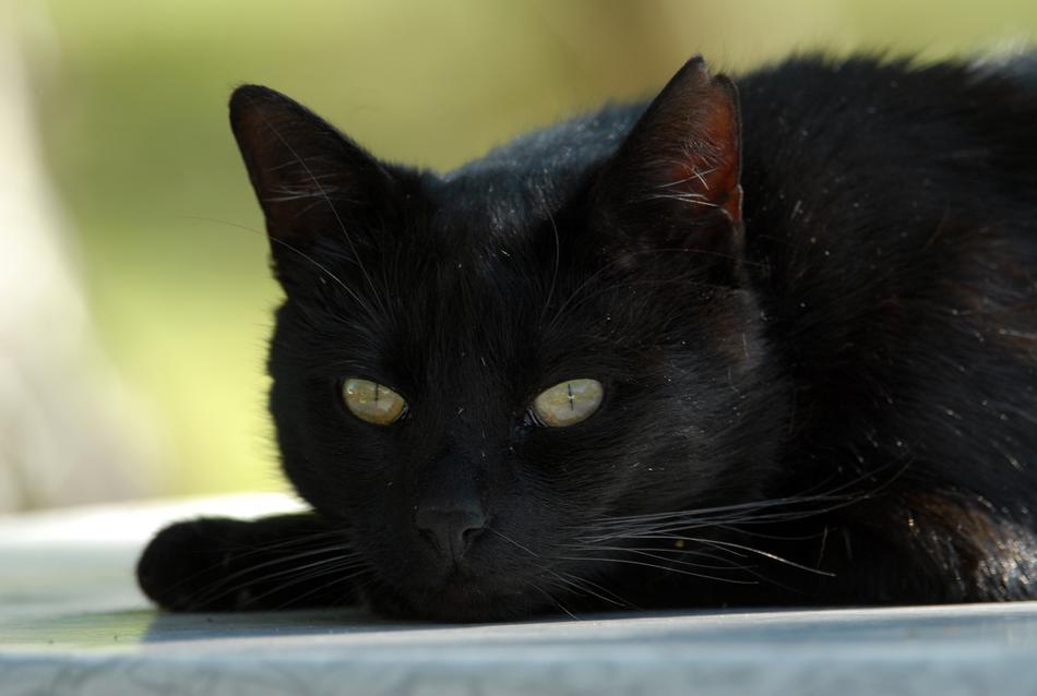 Cat Black with green eyes close up on blurred background