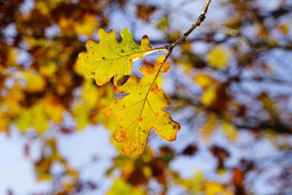 Autumn leaves on a tree in the park