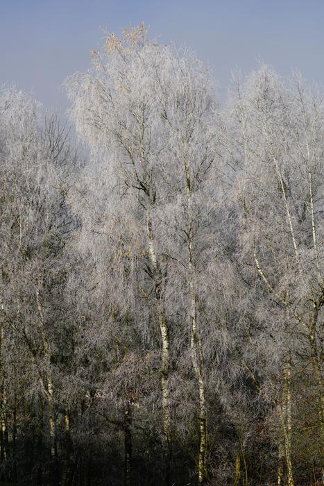 winter beautiful trees