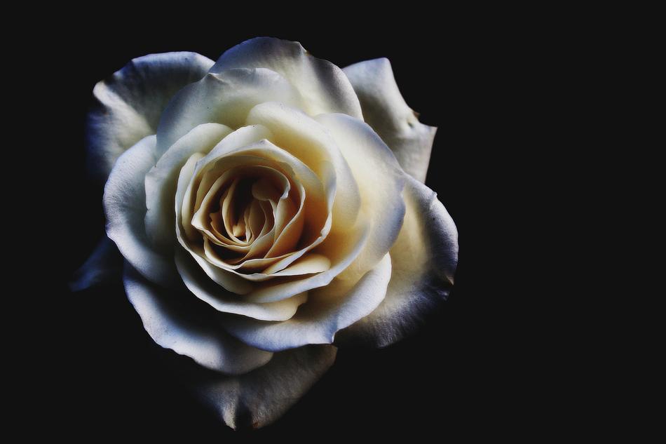 Flower Blossom Bloom