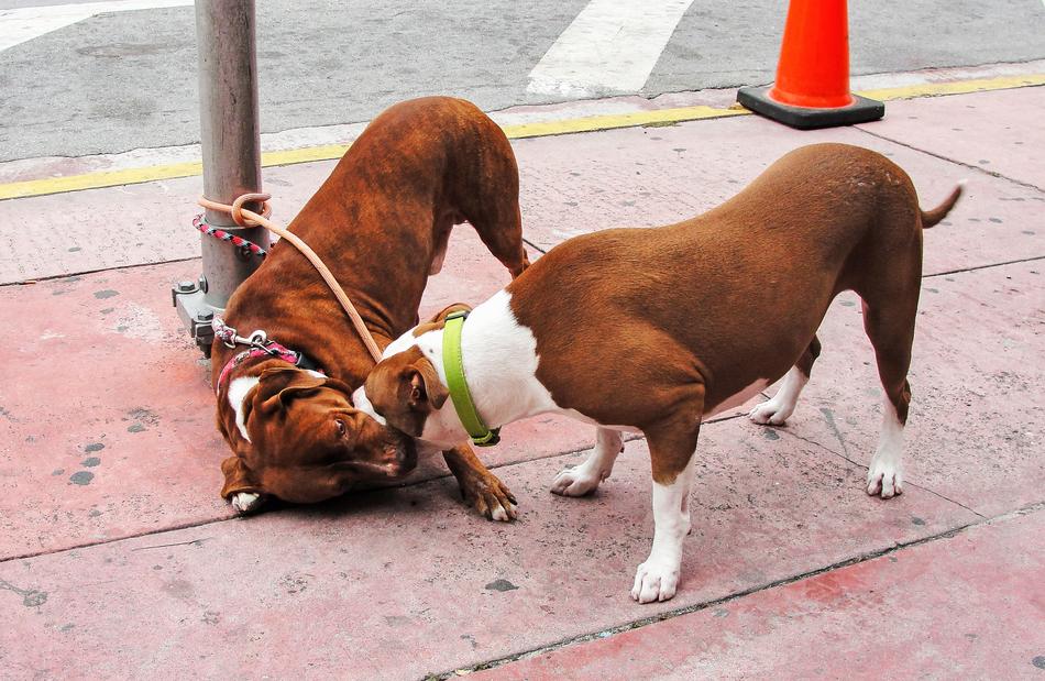 pet cute dogs playing