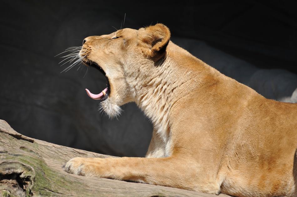 roaring wild lioness on a rock