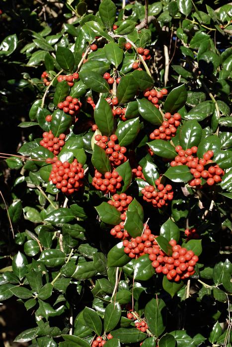 red wild berries on the bush