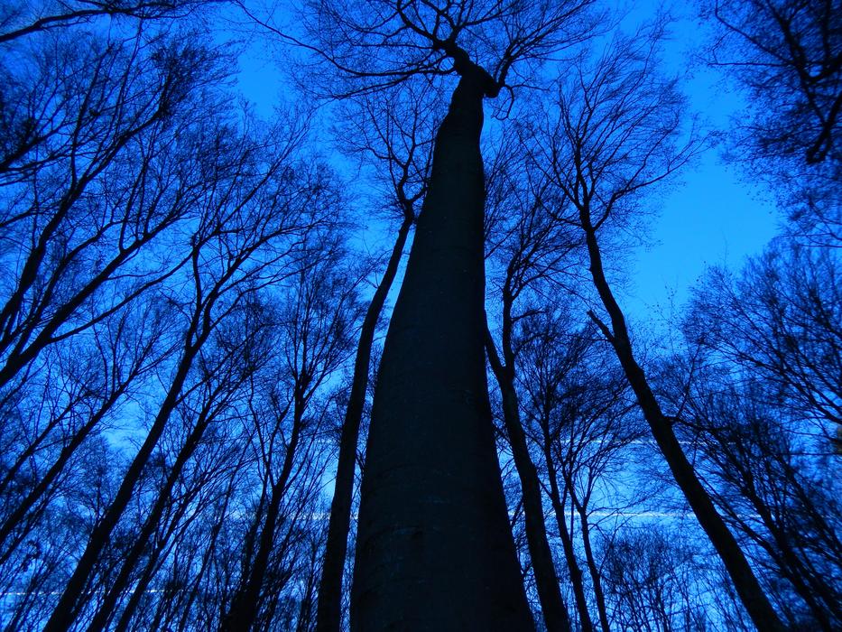 Trees Sky Nature