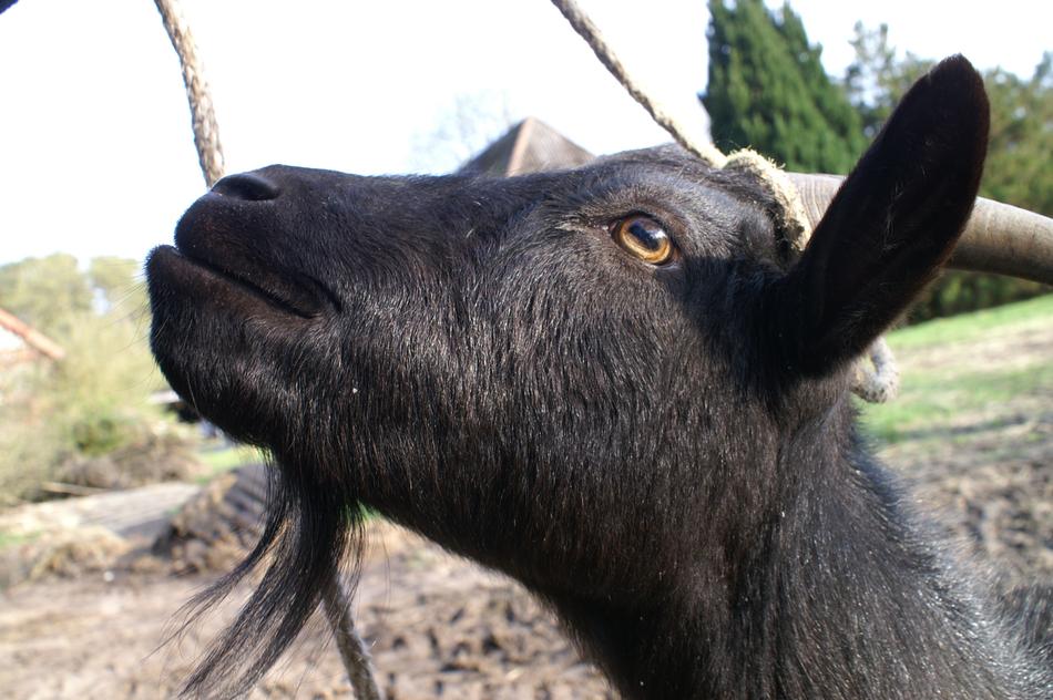 impressively beautiful Goat