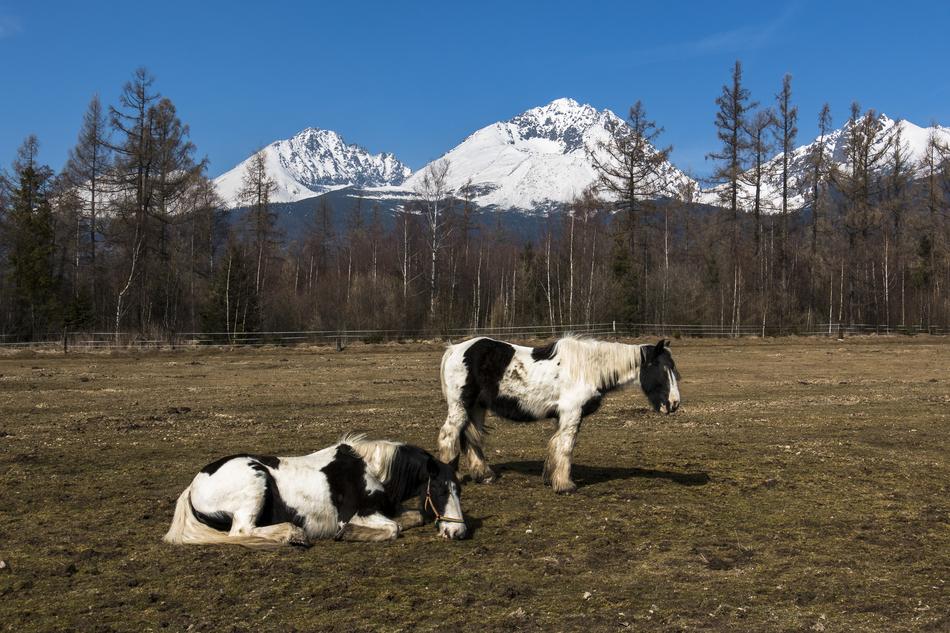 colored fluffy horses in the wilderness
