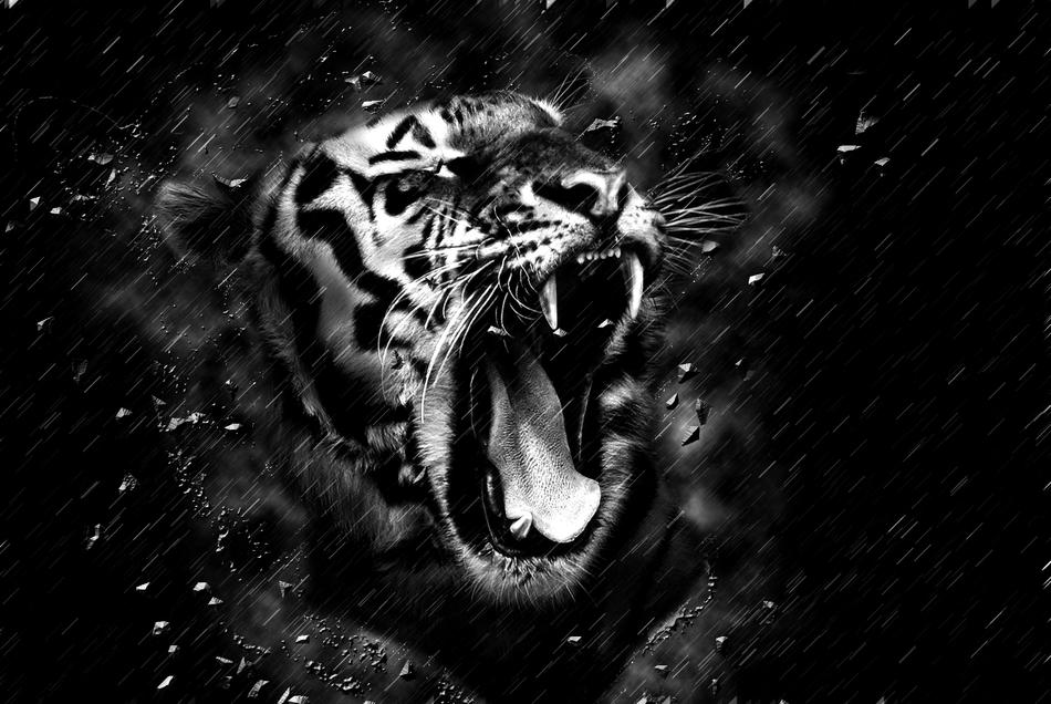 monochrome image of a tiger with open mouth