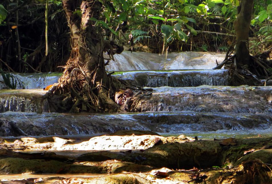 wild waterfall in the forest
