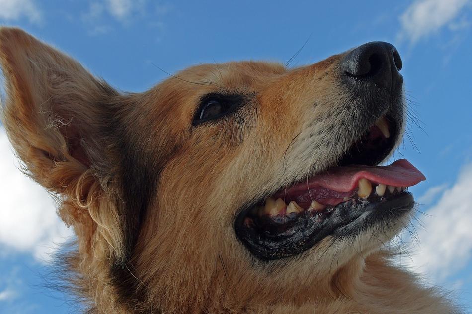 goodly Dog Mixed and sky