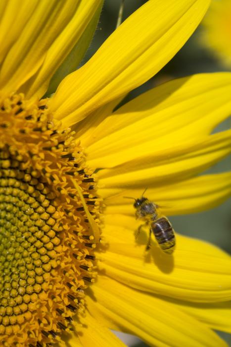 insect on a sunflower in a field