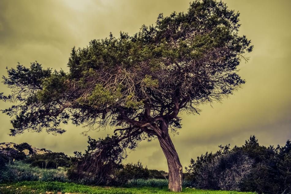old wide Tree on Meadow on Stormy weather, cyprus, cavo greko