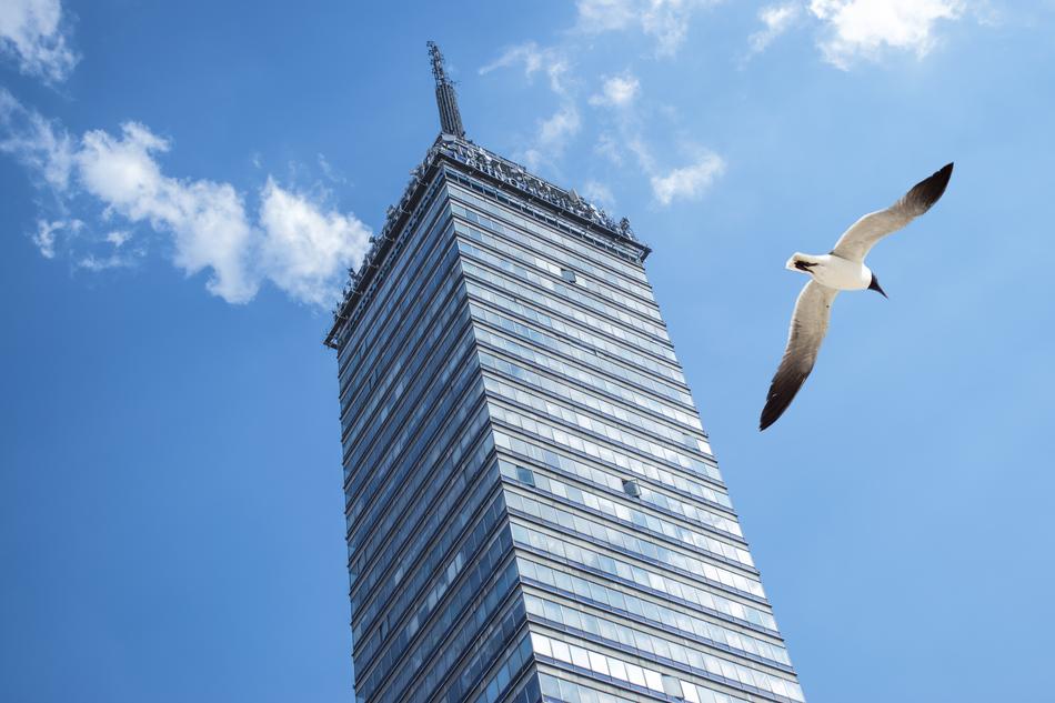 Federal District and bird
