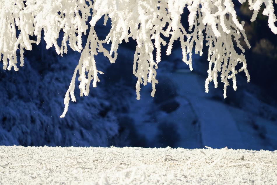 frozen branches in the snow