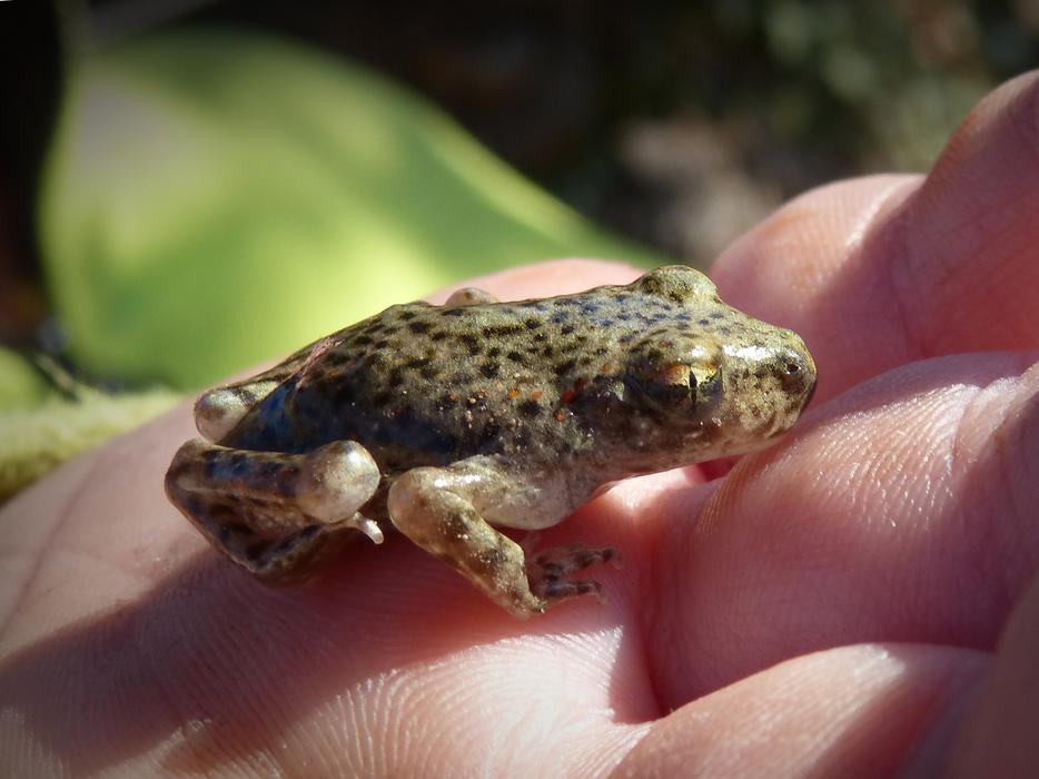 cute frog in a man hand