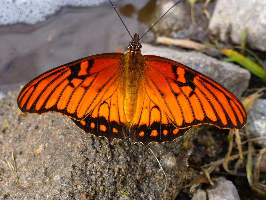 goodly Butterfly Orange Insect