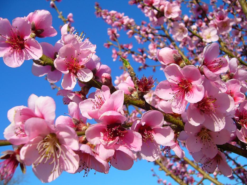 Peach pink Flowers