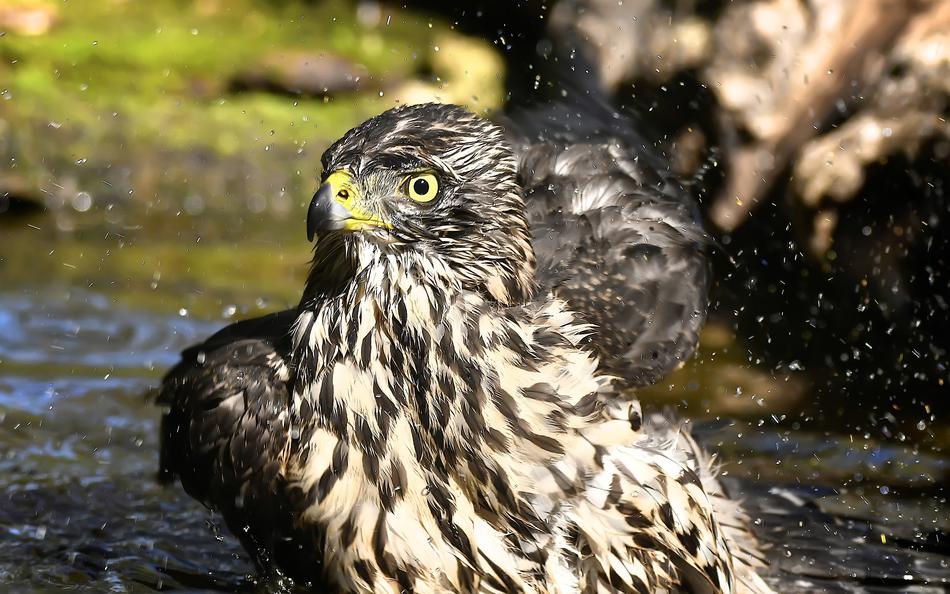 wet falcon feathers