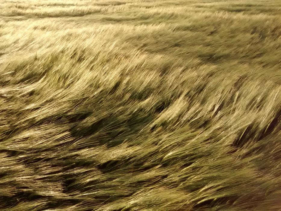 Field Wheat Wind