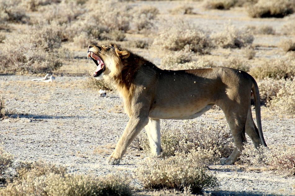 Lion Namibia in Etosha National park
