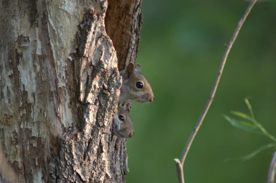 cute wild squirrel in a hollow tree