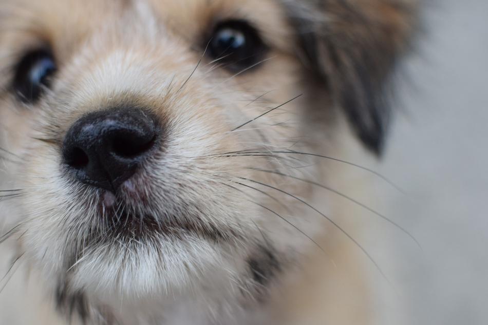 cute puppy face