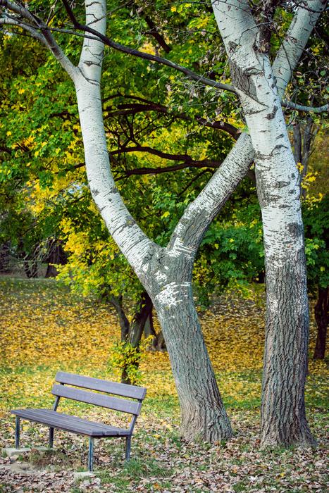 lonely park bench under a tree