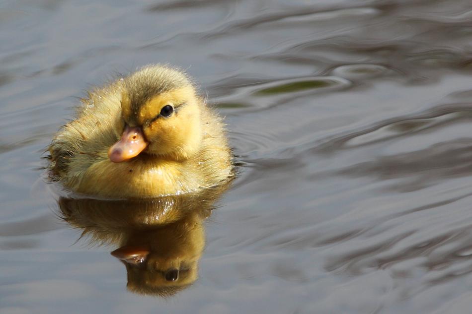 Chicken Swim